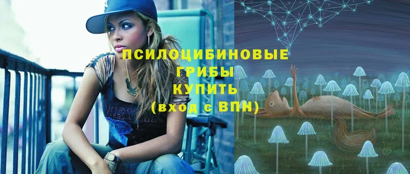 Псилоцибиновые грибы Psilocybe  где купить   Гаврилов Посад 